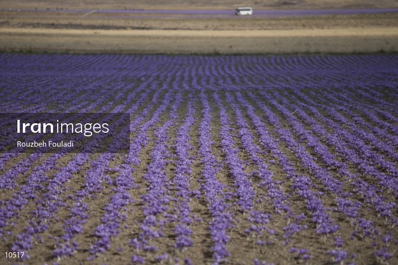 Harvesting Saffron