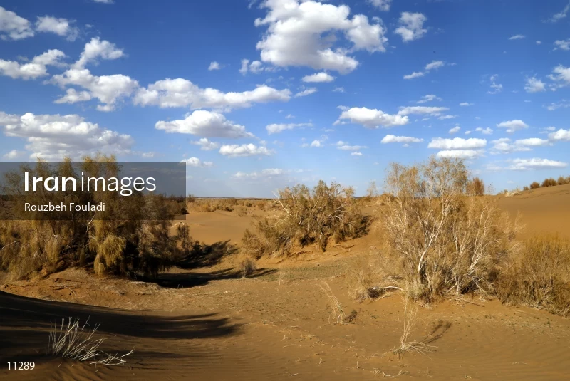 Mesr desert