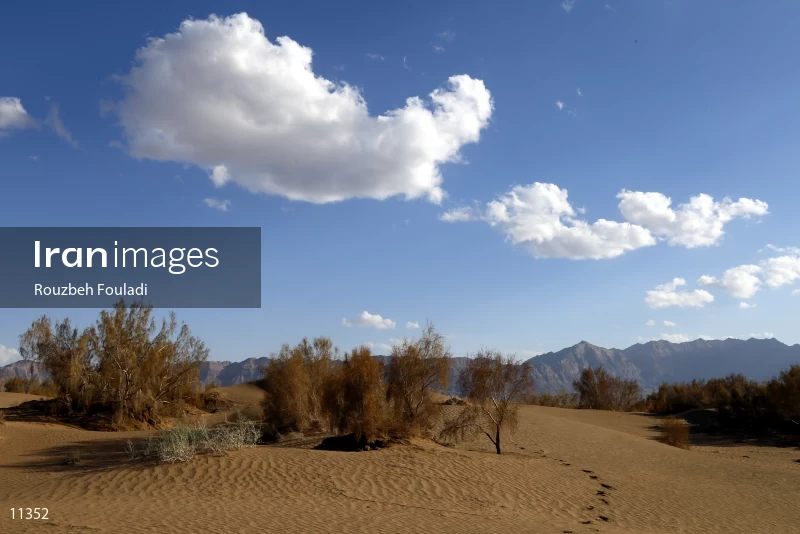 Mesr desert
