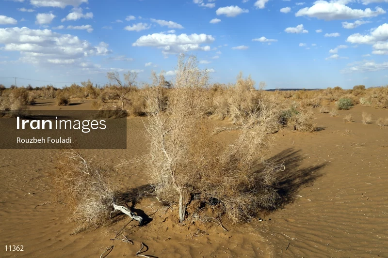 Mesr desert