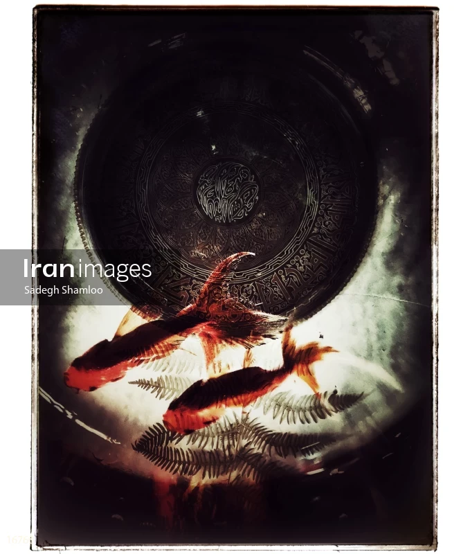 Goldfish