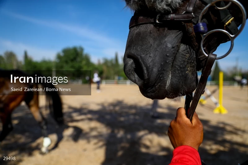 Armos Cup international horse jumping competition