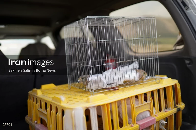 Releasing several species of birds in Lar National Park