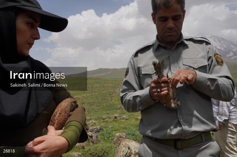 Releasing several species of birds in Lar National Park