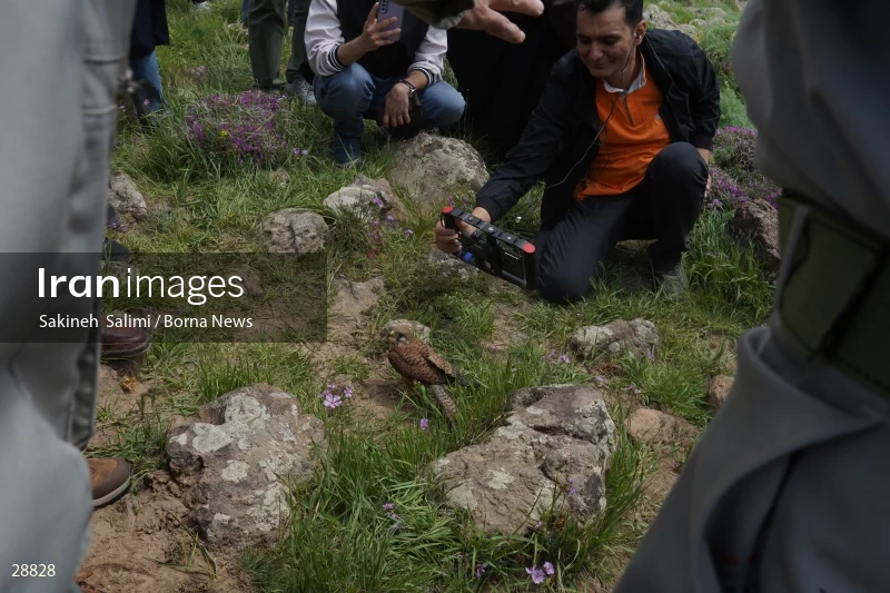 Releasing several species of birds in Lar National Park