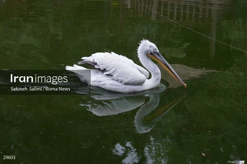 Tehran Birds Garden