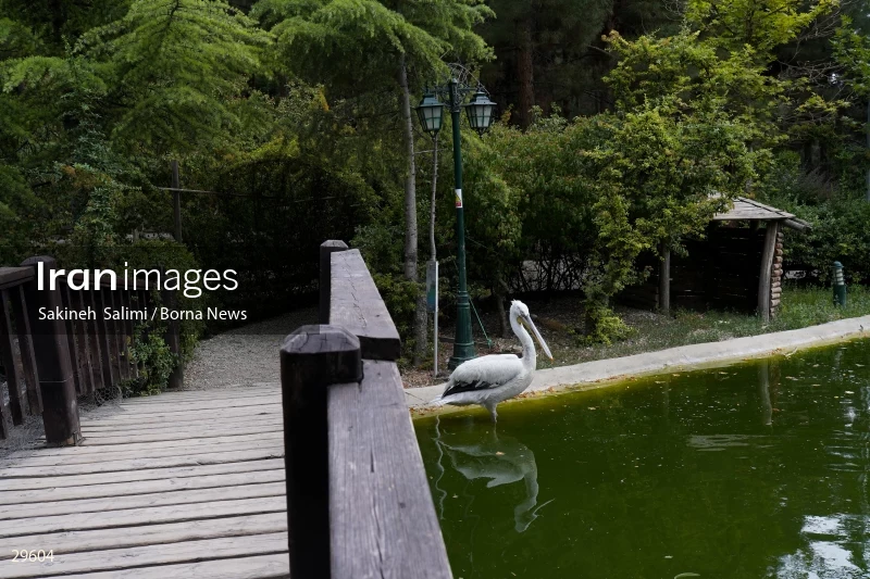 Tehran Birds Garden