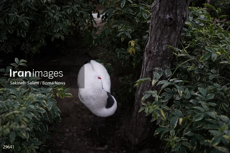 Tehran Birds Garden