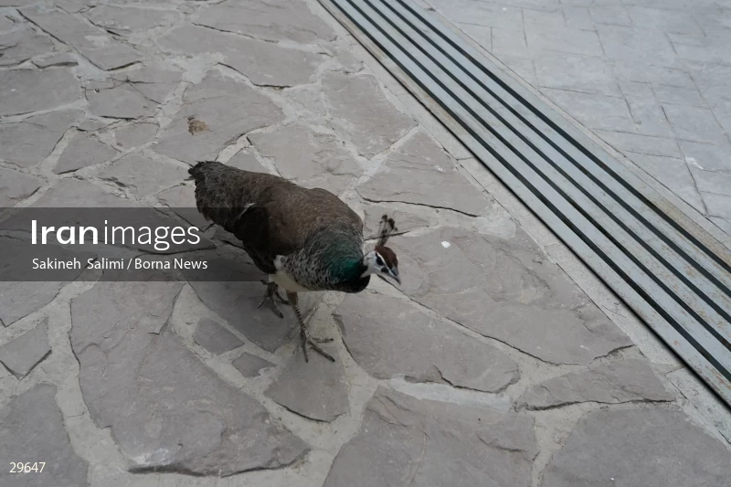 Tehran Birds Garden
