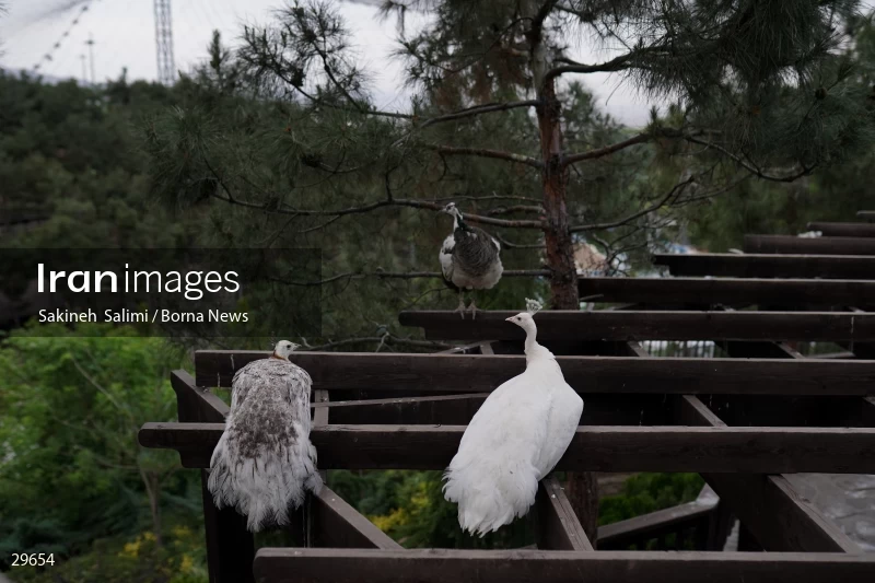 Tehran Birds Garden