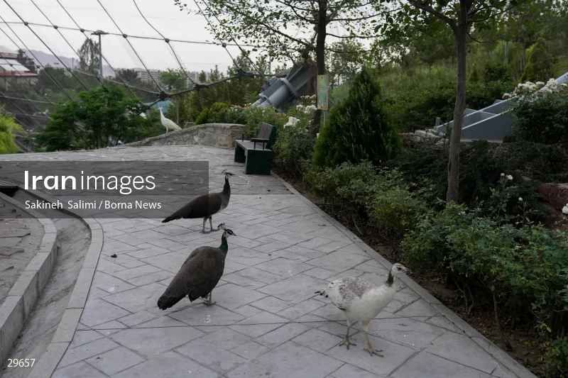 Tehran Birds Garden