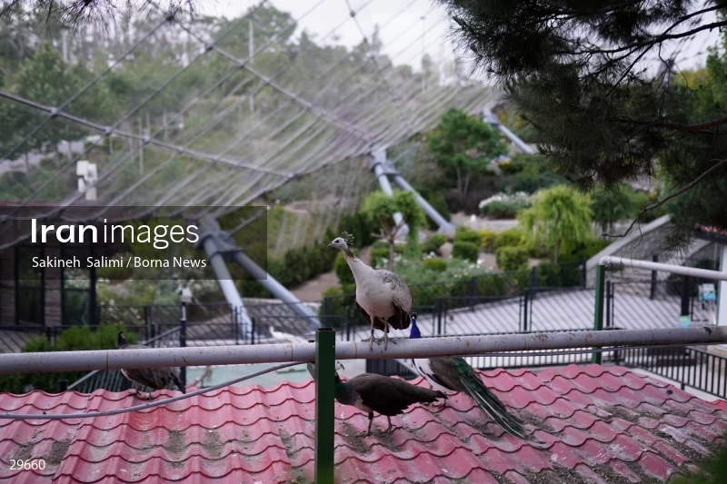 Tehran Birds Garden