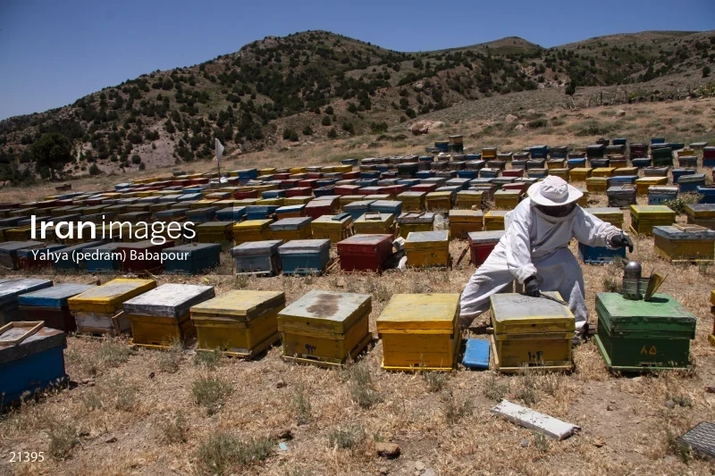 Reza, A Beekeeper