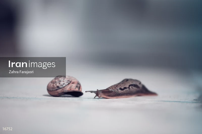 snail