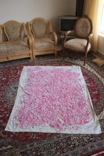 جمع‌آوری گل‌محمدی برای درست کردن گلاب در ارتفاعات بجنورد