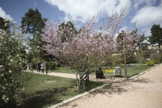 شکوفه های  باغ ارم در شیراز