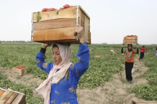 برداشت گوجه فرنگی در خوزستان