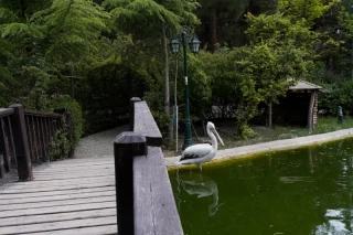 Tehran Birds Garden
