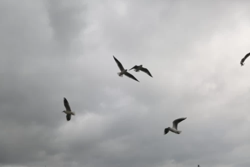 Seabirds of the Galataport