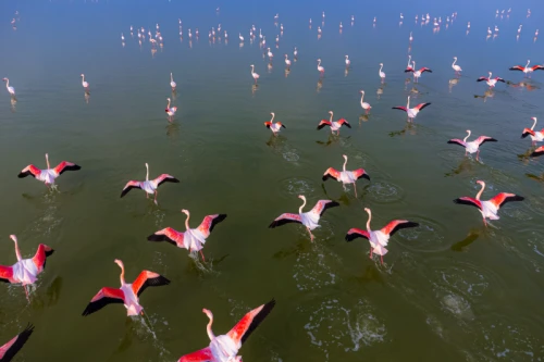 The Return of Flamingos to Gorgan Bay