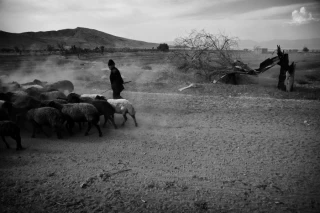 Shepherds need to take their sheep to far lands near the Urmia