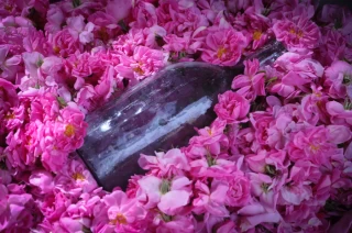 Rose Water Harvest in Kashan