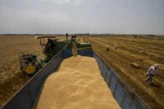 Wheat harvest in Golestan